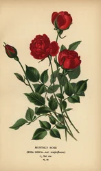 Monthly rose, Rosa chinensis var. semperflorens