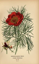 Narrow-leaved peony, Paeonia tenuifolia