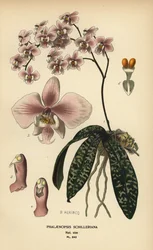 Phalaenopsis schilleriana orchid. Chromolithograph from an illustration by B. Herincq from Edward Step’s Favourite Flowers of Garden and Greenhouse, Frederick Warne, London