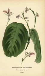 Prayer plant, Maranta leuconeura (Maranta bicolor var. Kerchoviana). Chromolithograph from an illustration by Desire Bois from Edward Step’s Favourite Flowers of Garden and Greenhouse, Frederick Warne, London