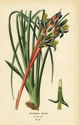 Queen’s Tears Plant, Billbergia nutans