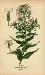 Rocket, Hesperis matronalis