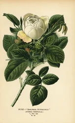 Rose Baroness Rothschild, hybrid perpetual