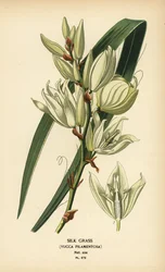 Silk Grass, Yucca filamentosa. Chromolithograph from an Illustration by Desire Bois from Edward Step’s Favourite Flowers of Garden and Greenhouse, Frederick Warne, London