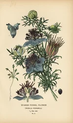 Spanish Fennel, Nigella hispanica