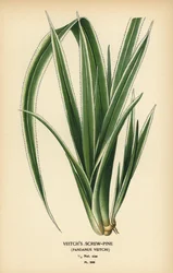 Tahitian Screwpine, Pandanus tectorius (Veitch’s Screw-Pine, Pandanus veitchii)