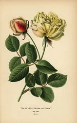 Tea rose hybrid, Gloire de Dijon, Rosa × odorata