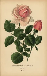 Tea rose hybrid, La France, Rosa × odorata