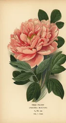 Tree Peony