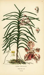 Vanda tricolor orchid. Chromolithograph from an illustration by B. Herincq from Edward Step