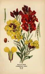 Wallflowers, Erysimum × cheiri