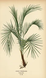 Weddell