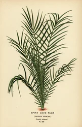 Wild Date Palm or Senegal Date Palm, Phoenix reclinata (Spiny Date Palm, Phoenix spinosa)