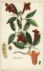 Garlic Vine, Bignonia Aequinoctialis, Linn