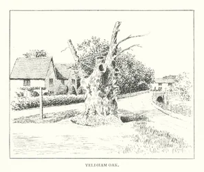 Yeldham Oak