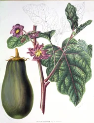 Aubergine, Botanical Plate from Flore des Jardins du Royame des Pays-Bas by A. W. Sythoff, 1860