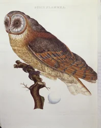 Barn Owl