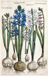 Hyacinths