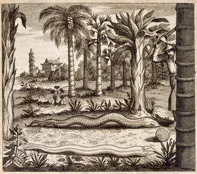 The Stone Snake, from China Illustrated by Athanasius Kircher, 1667