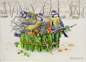 Blue Tits in Leaf Nest, 1996