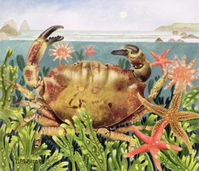 Furrowed Crab with Starfish Underwater, 1997