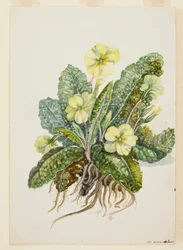 Primula vulgaris Huds Primrose