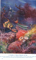 A Paradise of Beauty Beneath the Sea, Illustration from 