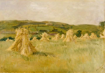 A Carmarthenshire Cornfield