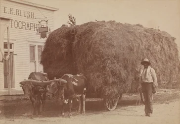 Albumen Print of a Man with a Full Hay Cart, 1894-1904