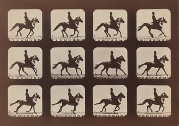 Attitudes of Animals in Motion