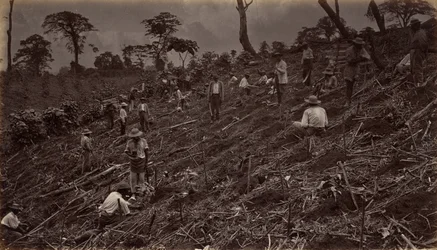 Setting out a Coffee Plantation at Antigua de Guatemala