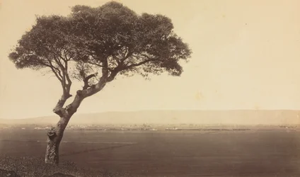 Untitled Landscape near Watsonville, California