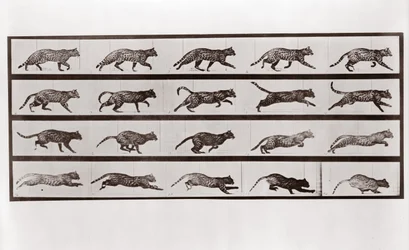 Cat Trotting and Galloping, Plate 717 from Animal Locomotion