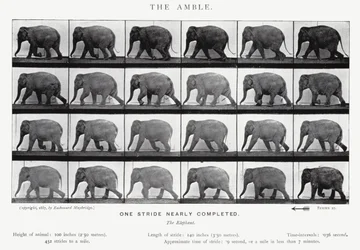 Eadweard Muybridge: The Amble