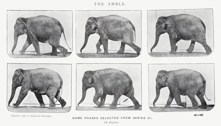 The Amble