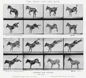 Eadweard Muybridge: The Buck and the Kick