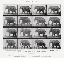 The Walk