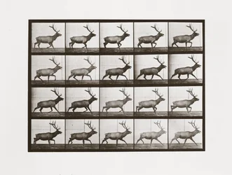 Elk, Plate 692 from Animal Locomotion