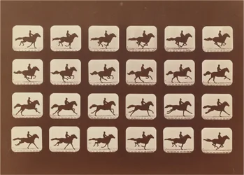 Horses Running