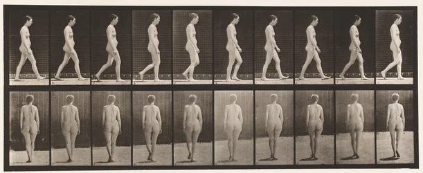 Plate 15. Walking
