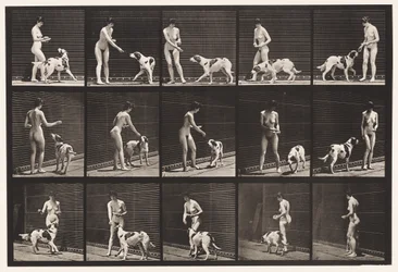 Plate 514. Feeding a Dog