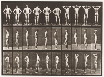 Plate 530. Various Poses