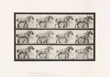 Plate 565. Hauling; Dark-Gray Belgian Horse Dusel