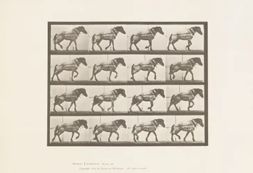 Hauling; Dark-Gray Belgian Horse Hansel