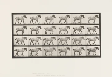 Plate 574. Walking; Free; Dark-Gray Belgian Horse Hansel