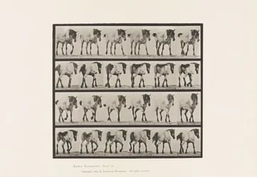Walking; Free; Dark-Gray Belgian Horse Hansel, 1885