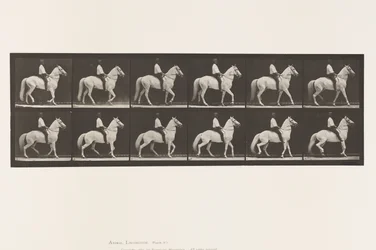Walking; Saddle; Irregular; White Horse Clinton, 1885