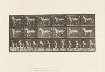 Walking; Sulky; Light Gray Mare, Katydid