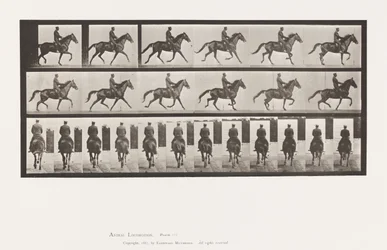 Plate 601. Trotting; Saddle; Brown Mare Beauty