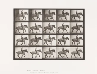 Canter: Bareback; Dark-Gray Belgian Horse Hansel